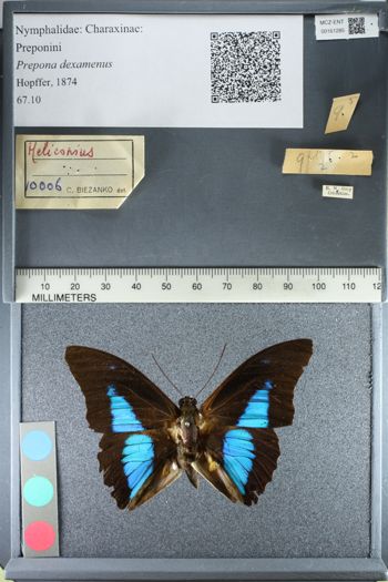 Media type: image;   Entomology 161285